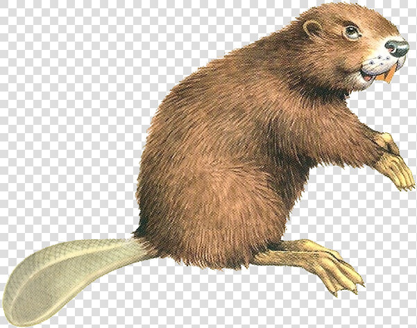 Beaver Png   Transparent Background Beaver Png  Png DownloadTransparent PNG