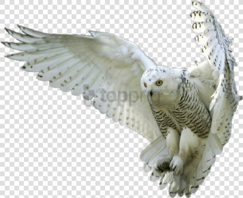 Bird snowy Owl bird Of   Snowy White Owl Flying  HD Png DownloadTransparent PNG