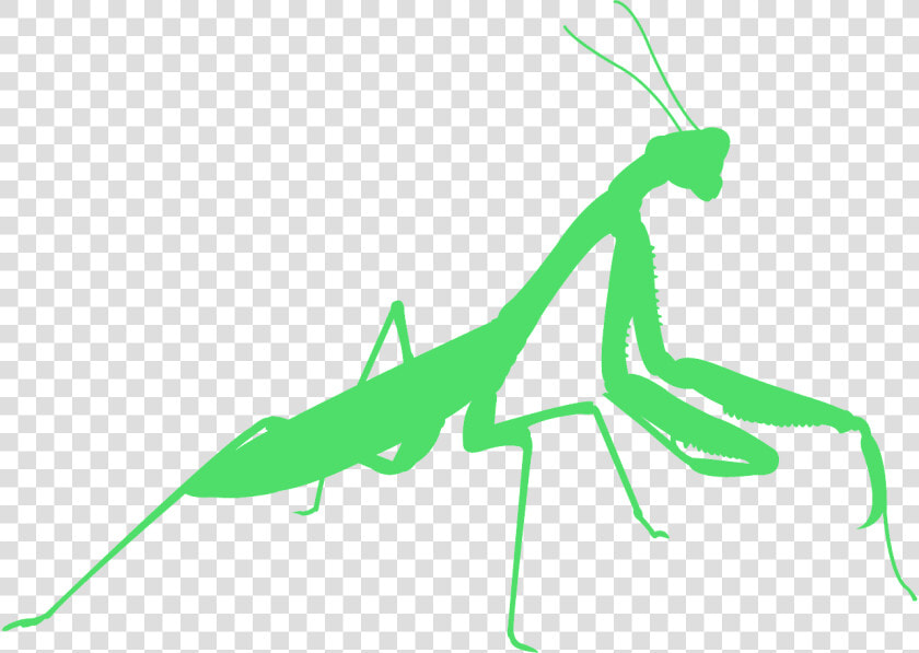 Mantis Religiosa Png  Transparent PngTransparent PNG