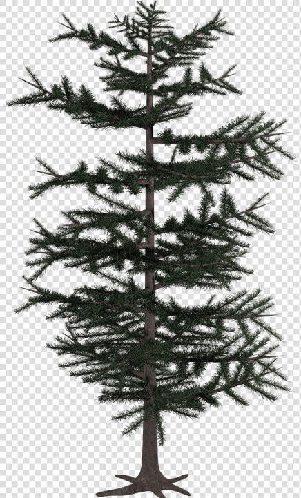 Tree  Isolated  Nature  Digital Art  Bloom   Arbol De Coniferas Png  Transparent PngTransparent PNG