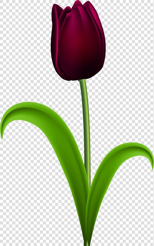 Dark Red Tulip Transparent Png Clip Art Imageu200b   Purple Tulips Flowers Clipart  Png DownloadTransparent PNG