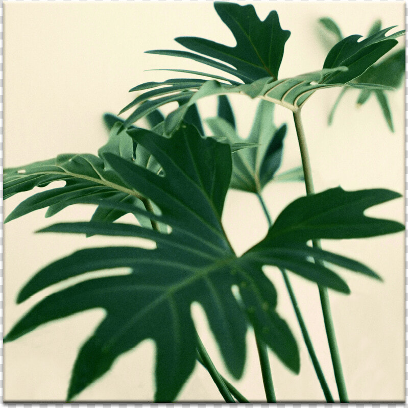 Indoor Plant   Permanent Decision Based On Temporary Feelings  HD Png DownloadTransparent PNG