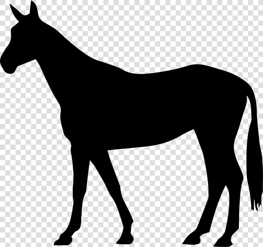 Transparent Horse Tail Png   Arabian Horse Clipart  Png DownloadTransparent PNG