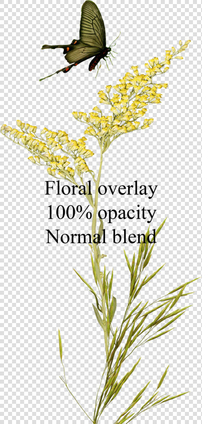 Floral overlay   Twig   Empathy  HD Png DownloadTransparent PNG