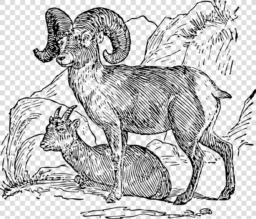 Borrego Cimarrón  Montaña  Cuernos  Rocas   Bighorn Sheep Line Drawing  HD Png DownloadTransparent PNG