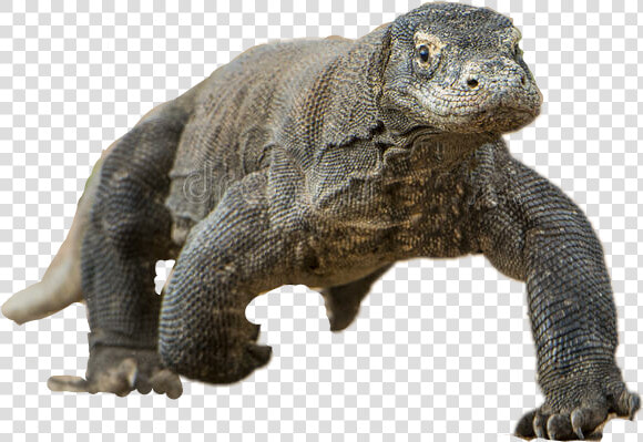  komododragon   Komodo Dragon  HD Png DownloadTransparent PNG