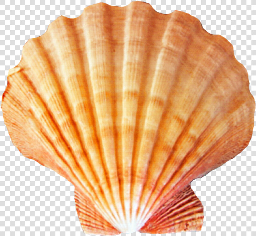 Seashell Png   Sea Shells Transparent Background  Png DownloadTransparent PNG