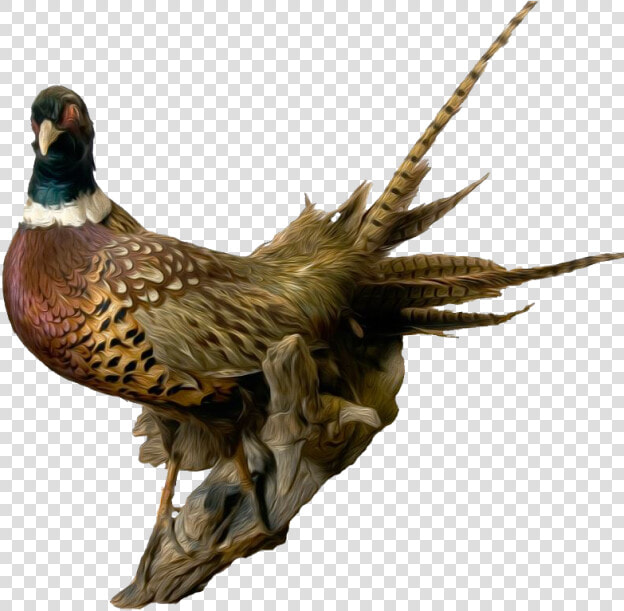 Overland The Pheasant   Pheasant Png  Transparent PngTransparent PNG