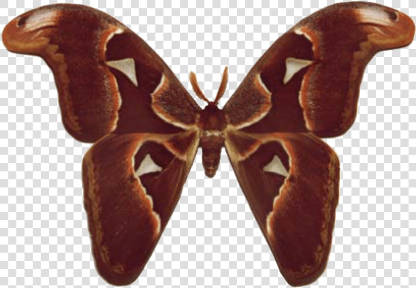 Brown Butterfly Wings Png   Png Download   Moth Butterfly Identification  Transparent PngTransparent PNG