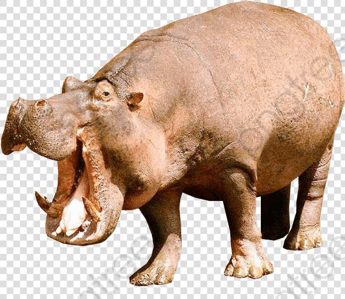 Animal Hippopotamus  Animal Clipart  Hippo  Animal   Hippopotamus Png  Transparent PngTransparent PNG