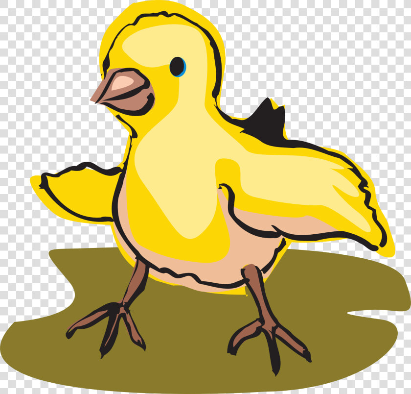 Transparent Baby Chicks Clipart   Baby Bird Clipart  HD Png DownloadTransparent PNG