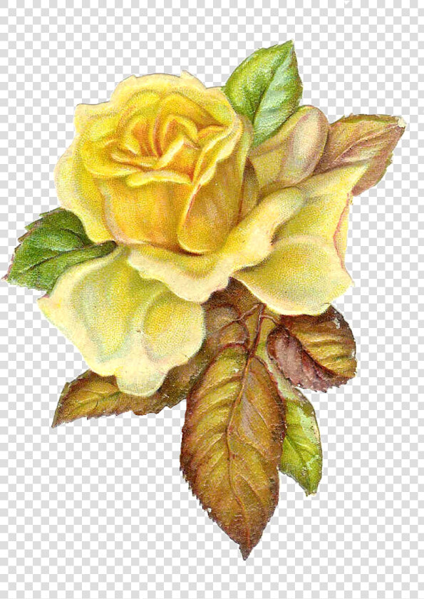 Free Catholic Rose Cliparts   Yellow Vintage Flowers Png  Transparent PngTransparent PNG