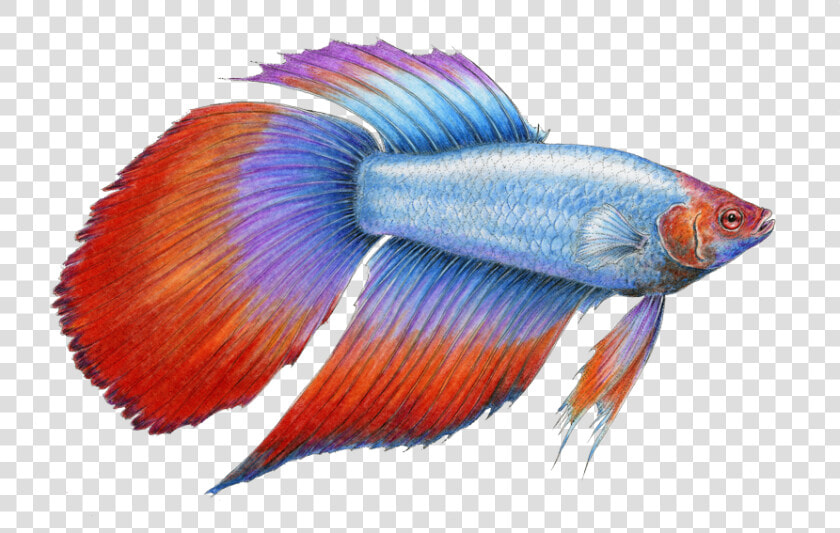 Alot Of Betta Fish Png   Png Download   Beta Fish Drawings  Transparent PngTransparent PNG