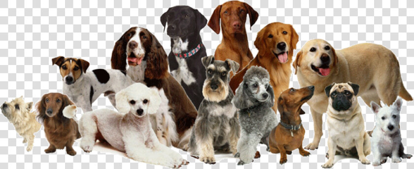 Many Breeds Of Dogs  HD Png DownloadTransparent PNG