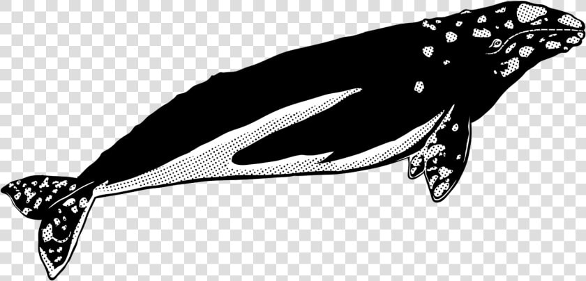 Transparent Whales Png   Whale  Png DownloadTransparent PNG