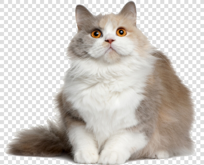 Cat Png File   British Semi Longhair Cat  Transparent PngTransparent PNG