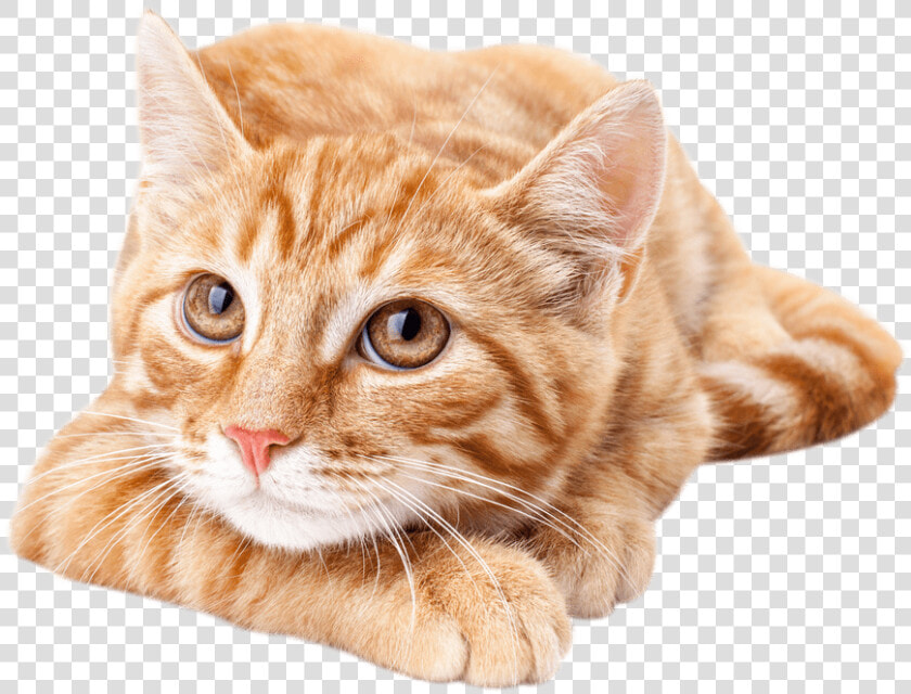 Cat small To Medium Sized Cat whiskers european Short   Cute Orange Tabby Cat  HD Png DownloadTransparent PNG