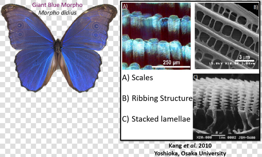 Liz   realscientists On Twitter   Pterin Pigment Of Butterfly  HD Png DownloadTransparent PNG