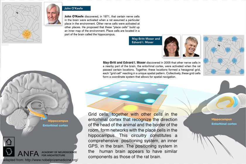 Nobel Prize Preview At Anfa 2014 Feature Slider Nobel   Positioning System Of Brain  HD Png DownloadTransparent PNG