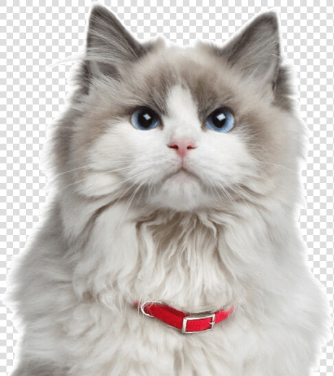 Orange Ragdoll Cat   Much Do Ragdoll Cats Cost  HD Png DownloadTransparent PNG