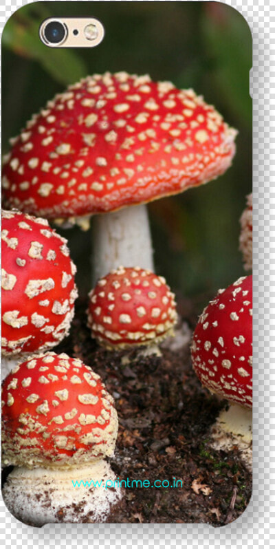 Amanita Muscaria Iphone  HD Png DownloadTransparent PNG