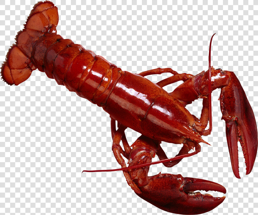 Lobster Png   Рак Карточки  Transparent PngTransparent PNG