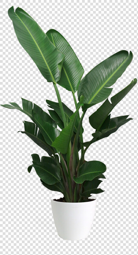 Bird Of Paradise Plant Large  HD Png DownloadTransparent PNG