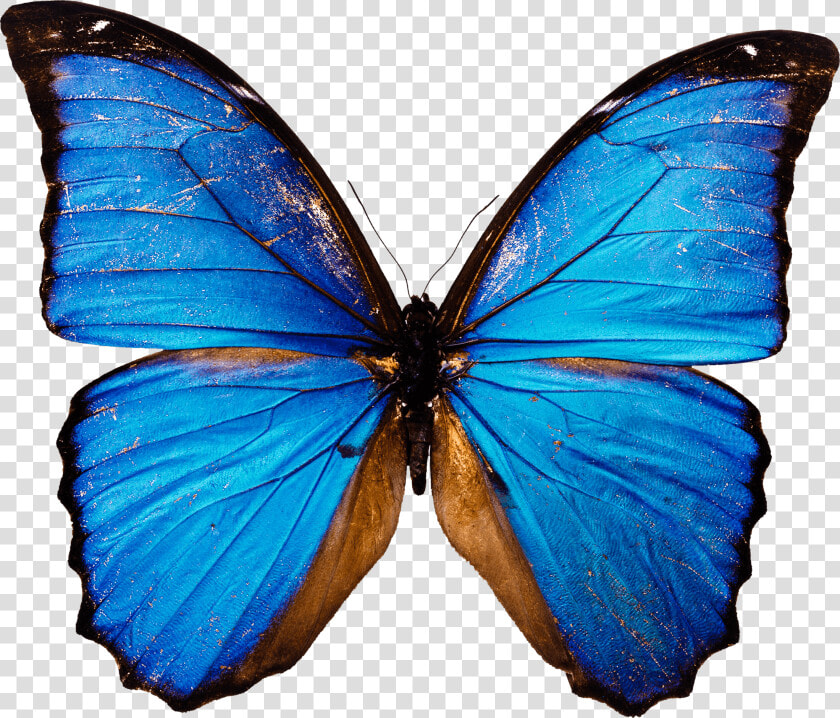 Moths And   Blue Butterfly Png  Transparent PngTransparent PNG