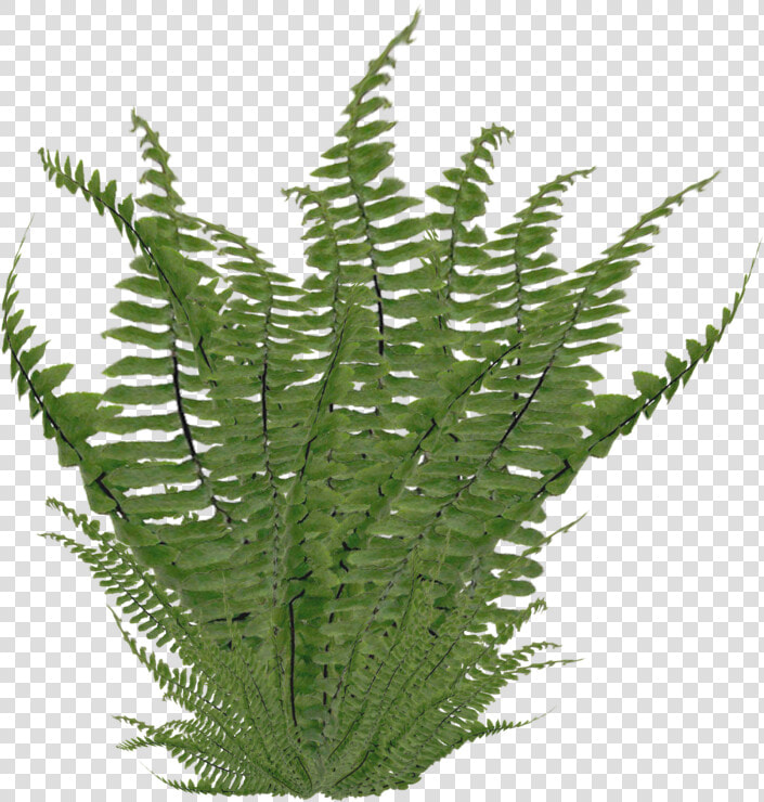 Ostrich Nephrolepis Exaltata Clip   Fern Png  Transparent PngTransparent PNG