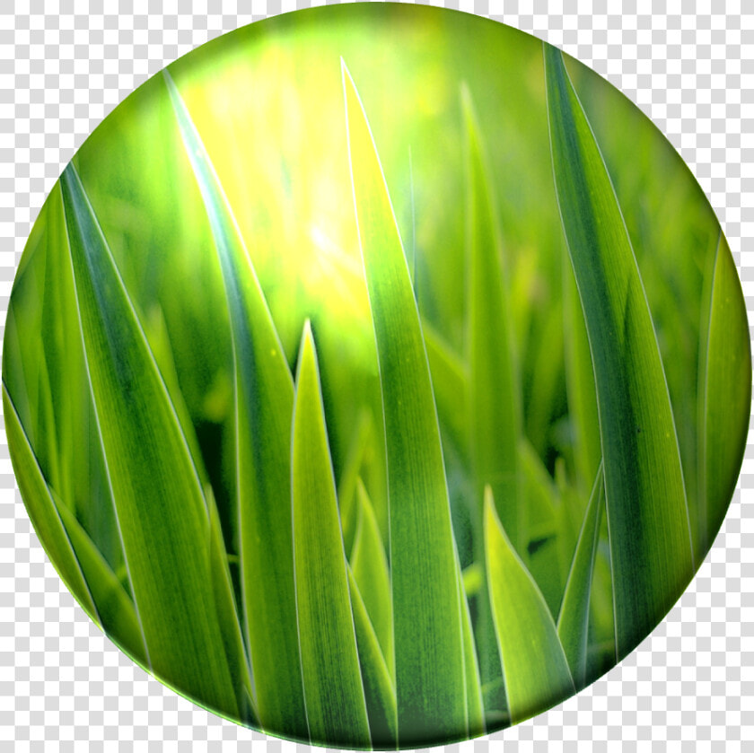 Bulbasaur  Grass Poison   Green Grass  HD Png DownloadTransparent PNG