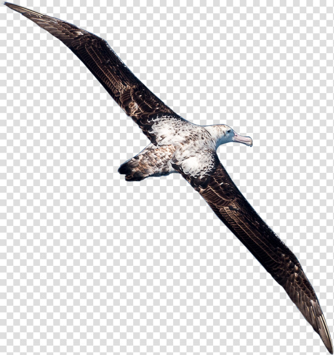 Gannet  HD Png DownloadTransparent PNG