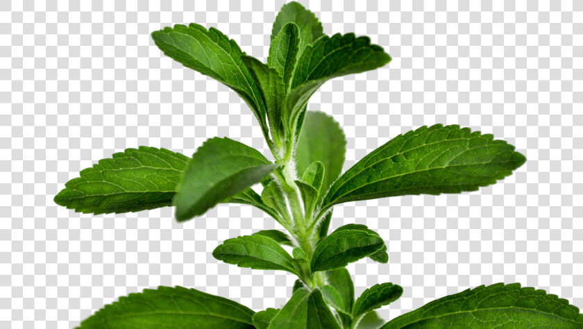 Transparent Stevia Png   Stevia Leaf Png  Png DownloadTransparent PNG