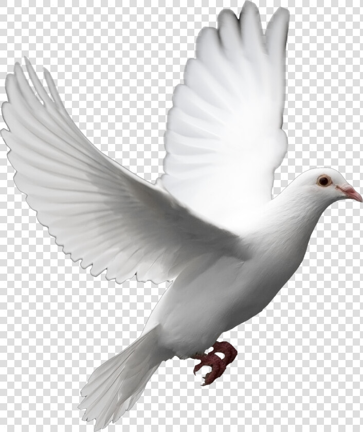 Cut Out Flying Bird Model   Png Transparent Background White  Png DownloadTransparent PNG