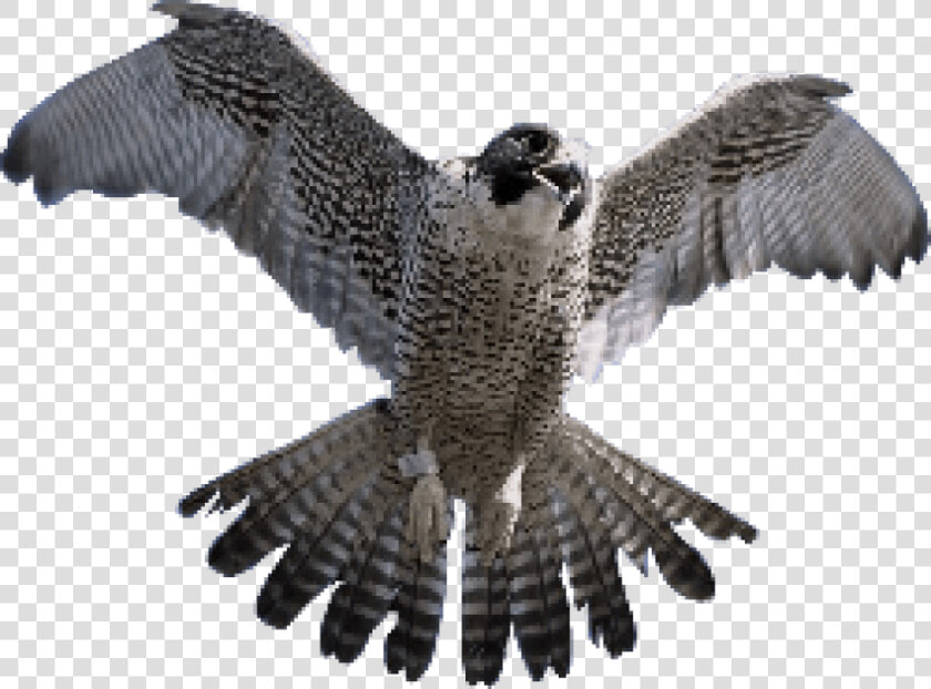 Falcon Png Transparent Images   King Sindbad And The Falcon  Png DownloadTransparent PNG