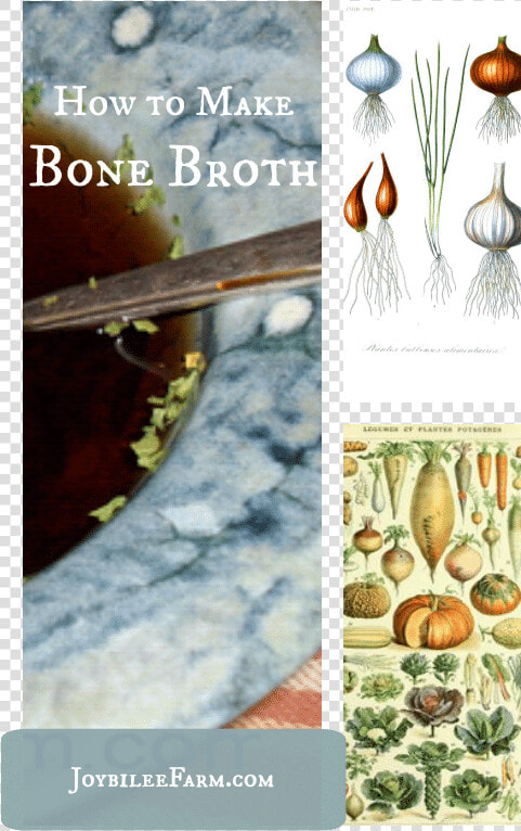 How To Make Bone Broth Joybilee Farm   Shell  HD Png DownloadTransparent PNG