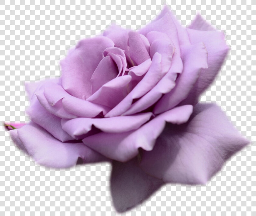 Transparent Bg Purple   Purple Roses Transparent Background  HD Png DownloadTransparent PNG