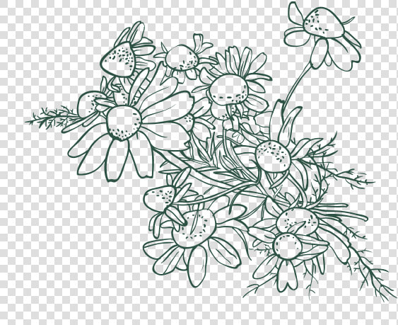 Hazelnut Drawing Flower   Exotic Leaves Drawing Transparent  HD Png DownloadTransparent PNG