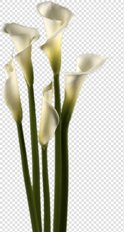 White Calla Lilies  HD Png DownloadTransparent PNG