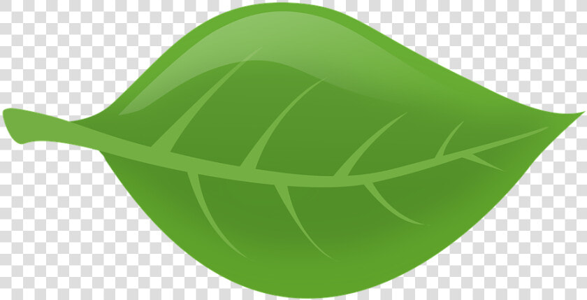 Leaf Nature Green Leaves Plants Tree Leaf Floating   Feuille D Arbre Png  Transparent PngTransparent PNG