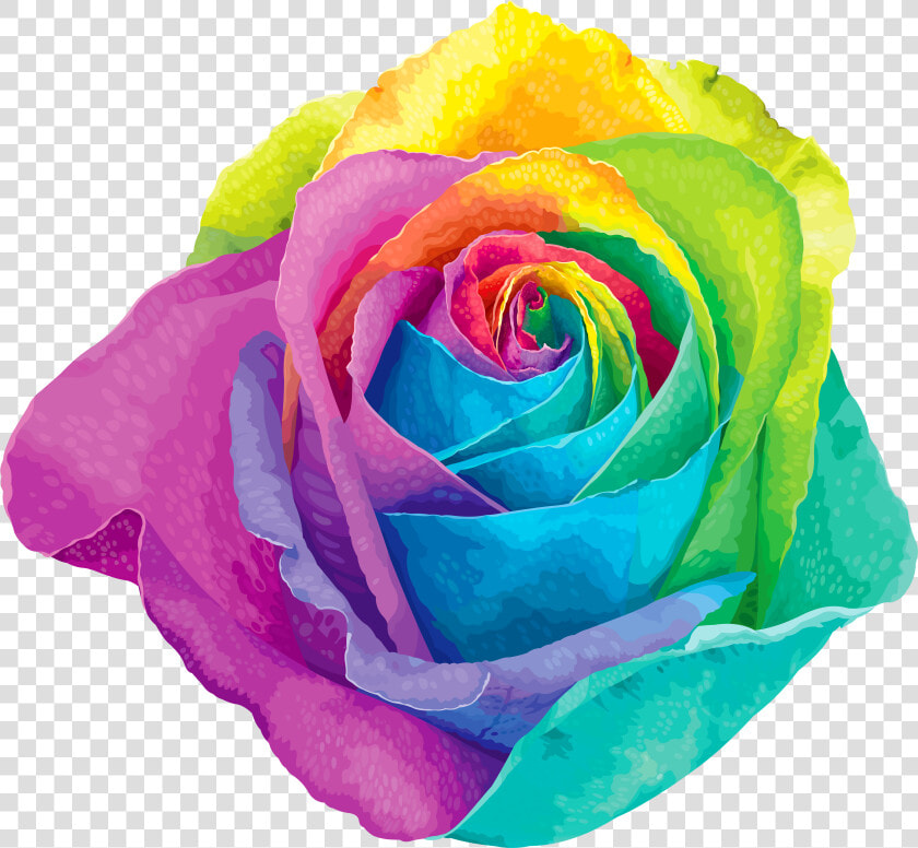 Multicolored Rainbow Rose Transparent Png Clip Art   Rainbow Rose Png  Png DownloadTransparent PNG