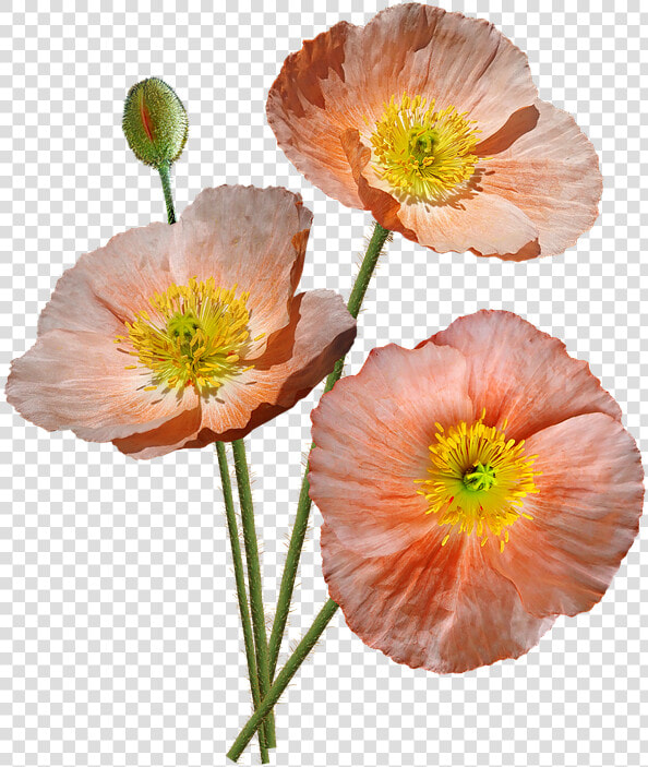 Poppies  Pink  Iceland  Flowers  Garden  Nature   Flowers Garden Nature  HD Png DownloadTransparent PNG