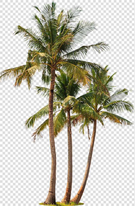 Palm Trees White Background   Png Download   Palm Trees White Background  Transparent PngTransparent PNG