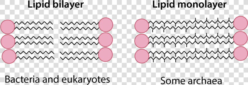 Lipid Bilayer Vs Monolayer  HD Png DownloadTransparent PNG