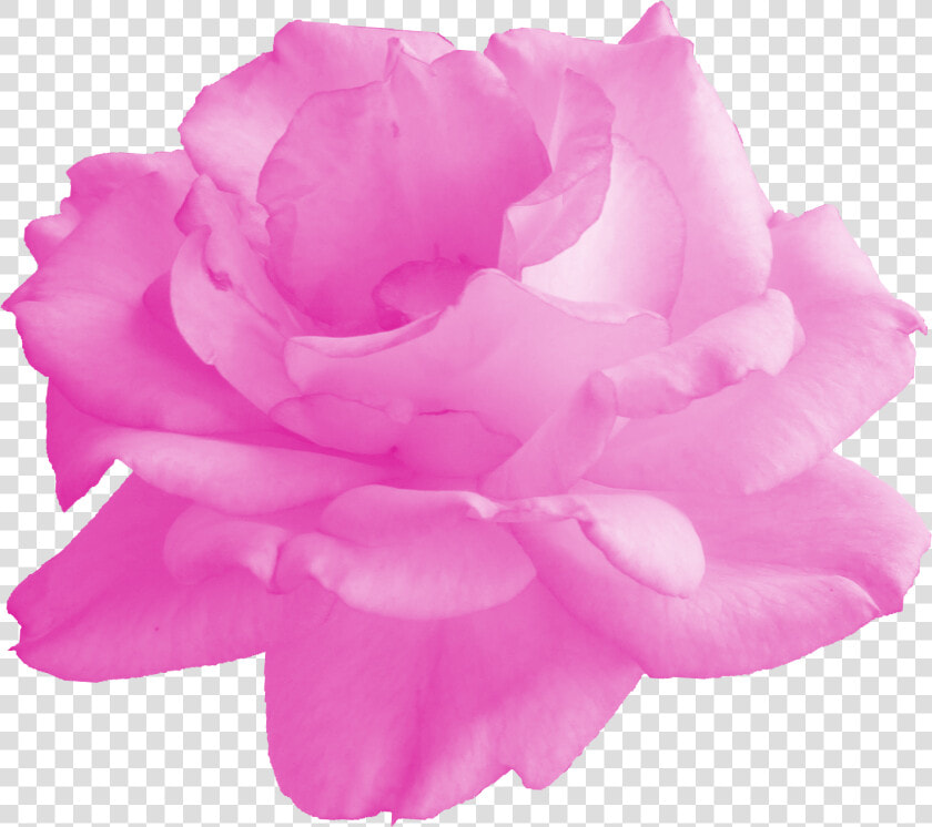 Floribunda  HD Png DownloadTransparent PNG