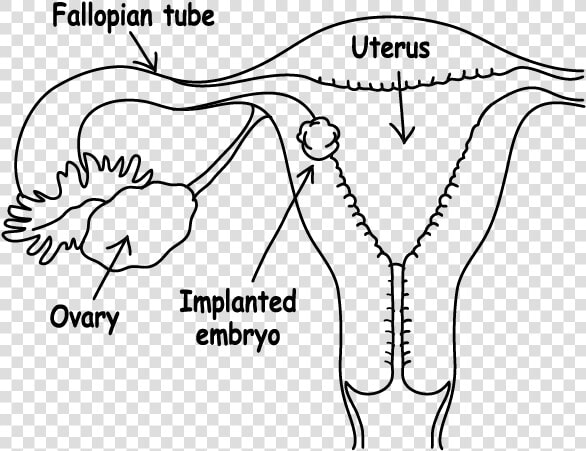 Embryo Implantation   Implantation Of Embryo Diagram  HD Png DownloadTransparent PNG