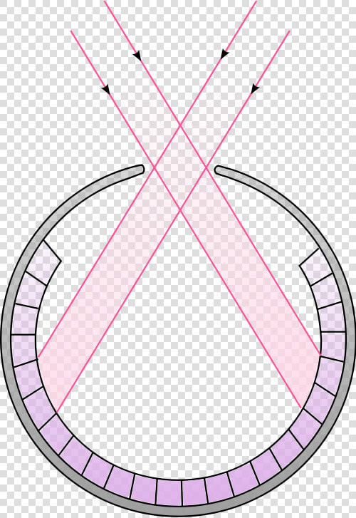 Schematic Cross Section Of A Pinhole Eye   Nautilus Pinhole Camera Eye  HD Png DownloadTransparent PNG