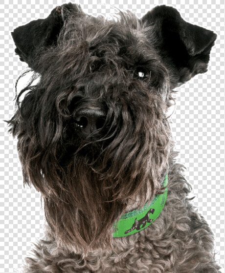 Wheaten Terrier Kerry Blue Mix  HD Png DownloadTransparent PNG