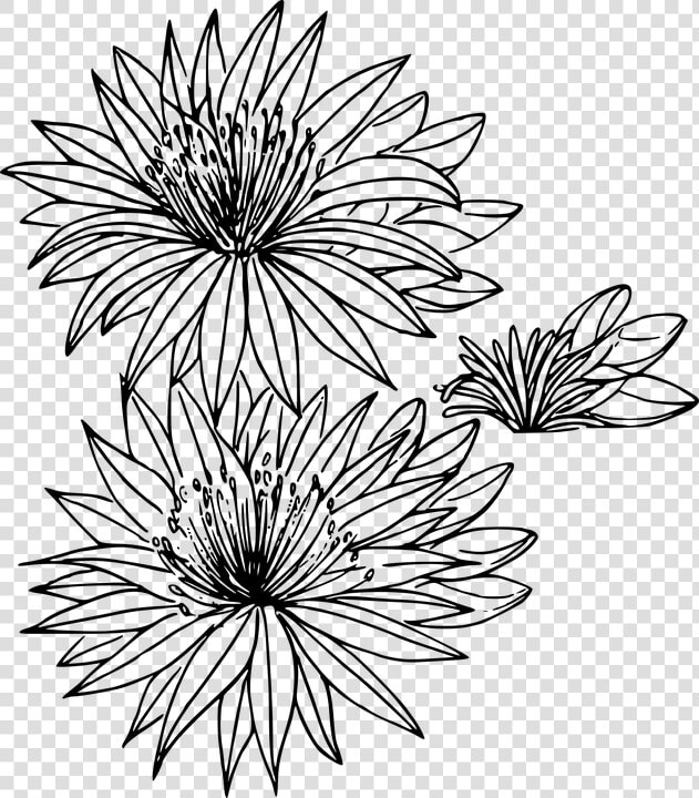 Floral  Flower  Nature  Outline Art  Plant  Wild   Montana State Flower Drawing  HD Png DownloadTransparent PNG