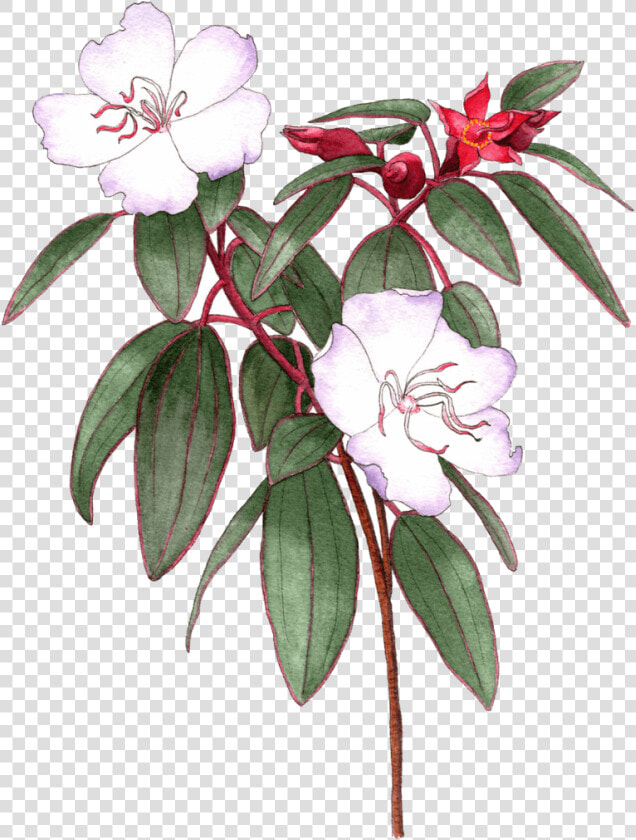 Illustrated By Helen Krayenhoff   Rosa Glauca  HD Png DownloadTransparent PNG