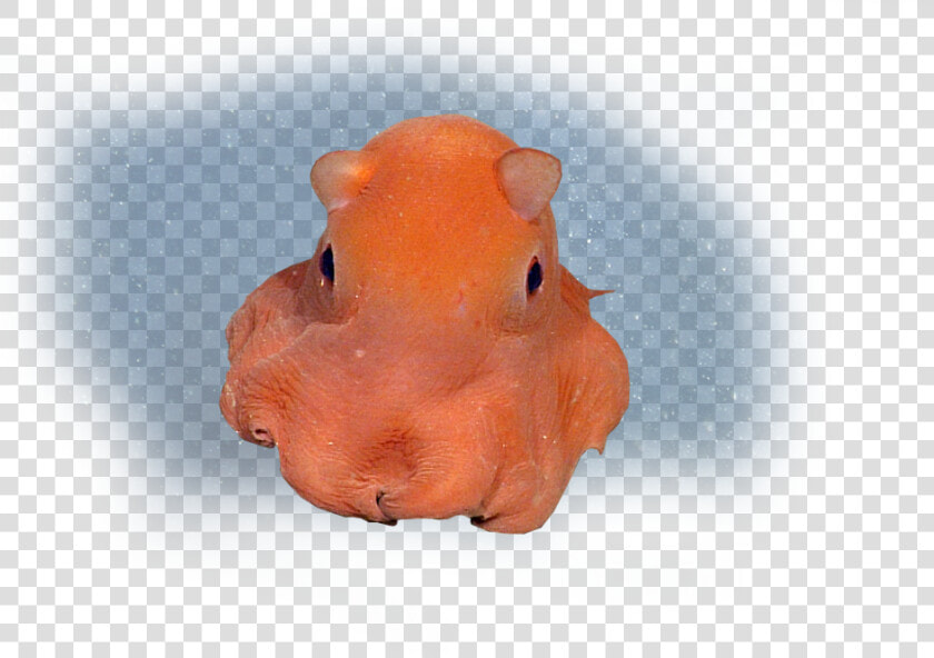 Flapjack Octopus Png   Real Life Flapjack Octopus  Transparent PngTransparent PNG